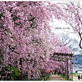 半木之道-櫻花道7.JPG