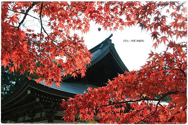 神護寺-五大堂前紅葉-3.JPG