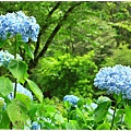 杉林溪-瀑-紫陽花-4.JPG