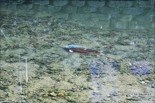 城崎溫泉-清澈小魚.jpg 城崎溫泉-清澈小魚.jpg