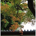 京都-一乘寺-曼殊院-9.jpg
