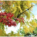 京都-京都御苑-6楓紅.jpg