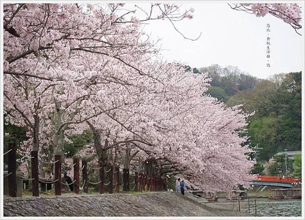 宇治-宇治-川邊櫻花-15.JPG