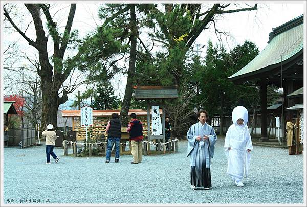 阿蘇神社-高砂之松.JPG