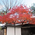 西本願寺-一抹紅葉.JPG