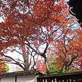 西本願寺-一抹紅葉-1.JPG