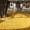 西本願寺-阿彌陀堂前銀杏地毯-1.JPG