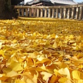 西本願寺-阿彌陀堂前銀杏地毯-2.JPG