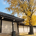 西本願寺-御影堂門銀杏-1.JPG