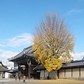 西本願寺-御影堂門銀杏-2.JPG