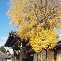 西本願寺-御影堂門銀杏-3.JPG