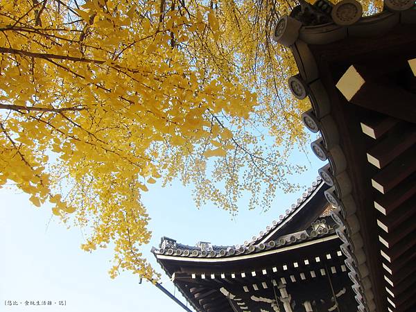 西本願寺-御影堂門銀杏-6.JPG