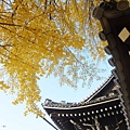 西本願寺-御影堂門銀杏-6.JPG