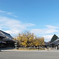 西本願寺-御影堂前大銀杏-1.JPG