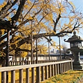 西本願寺-御影堂前大銀杏-3.JPG