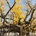 西本願寺-御影堂前大銀杏-4.JPG