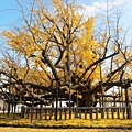 西本願寺-御影堂前大銀杏-5.JPG
