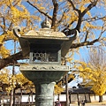 西本願寺-御影堂前石燈籠-1.JPG