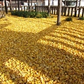 西本願寺-御影堂前銀杏地毯-1.JPG