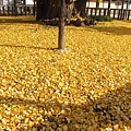 西本願寺-御影堂前銀杏地毯-2.JPG