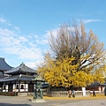 西本願寺-轉輪藏前銀杏-1.JPG