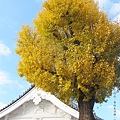 東本願寺-銀杏-2.JPG