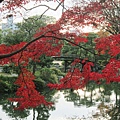 涉成園-印月池侵雪橋紅葉-1.JPG