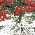 涉成園-印月池侵雪橋紅葉-2.JPG