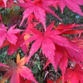 涉成園-紅葉-1.JPG