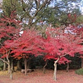 涉成園-楓樹紅葉-2.JPG