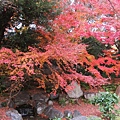 涉成園-楓樹紅葉-3.JPG