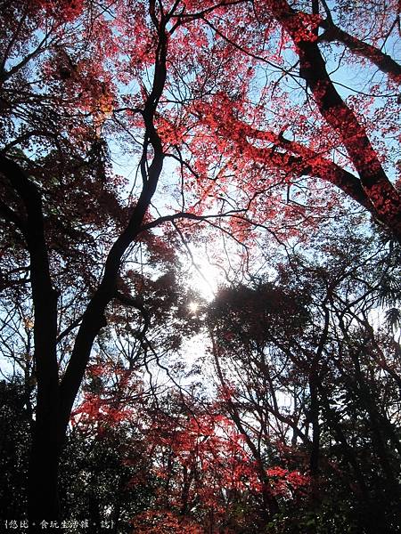 下鴨神社-糾之森-5.JPG