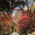 下鴨神社-表參道-18.JPG