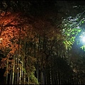 嵐山-竹林-3.JPG