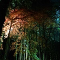 嵐山-竹林-2.jpg