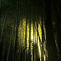 嵐山-竹林-5.JPG