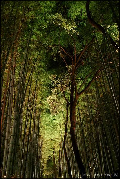 嵐山-竹林-25.jpg