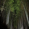 嵐山-竹林-134.JPG