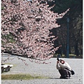 京都御苑-老人與櫻-1.JPG