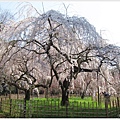 京都御苑-枝垂櫻-1.JPG