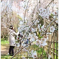 京都御苑-枝垂櫻-2.JPG
