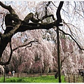京都御苑-枝垂櫻-4.JPG