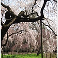 京都御苑-枝垂櫻-3.JPG