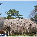 京都御苑-枝垂櫻-7.JPG
