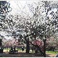 京都御苑-桃林-3.JPG
