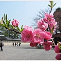 京都御苑-桃花-8.JPG