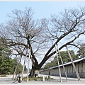 京都御苑-清水古家的椋樹.JPG