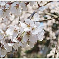 京都御苑-櫻花-1.JPG