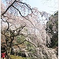 京都御苑-櫻花-2.JPG