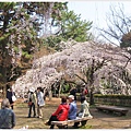 京都御苑-櫻花-3.JPG